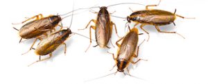 cockroach infestation