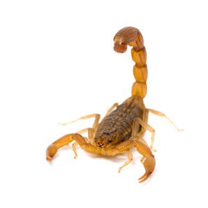 scorpion removal